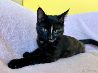 Mainská křížená koťátka - 9