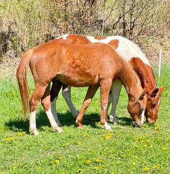 Valášci PH a QH - 9