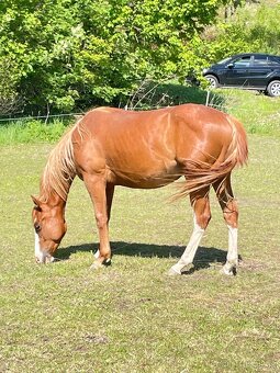 Valášci PH a QH - 9