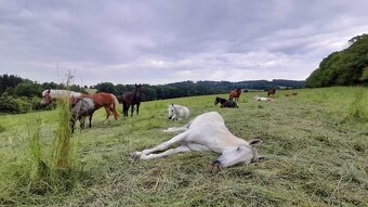 Pastevní ustájení v ráji i pro DUŠNÉ koně PRAHA 35 minut - 9