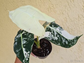 Alocasie - hlízy, rostliny - 9