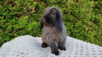Zakrslý beránek, králíček, králík - PATRIK - 9