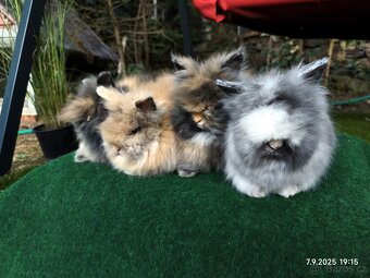 Teddy králíčci mláďata nové vrhy - 9