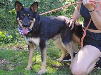 Janot hledá domov - 9