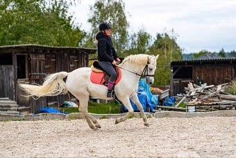 Líbivá connemara klisna do sportu - 9