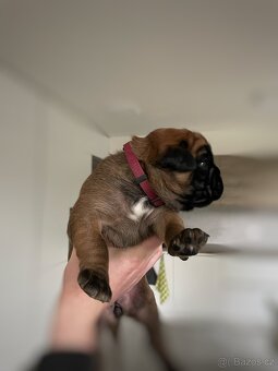 Německý boxer - Full european FCI pedigree - 9