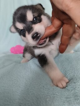 sibiřský husky štěně štěňata štěňátka - 9