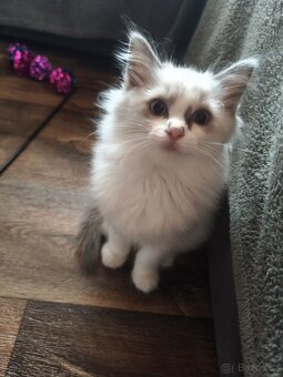 Ragdoll bez PP - 9