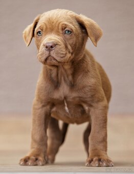 Bandog, Molos , Mastif - 9