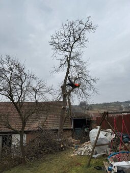 KÁCENÍ RIZIKOVÝCH STROMŮ,ořezy,údržba - 9
