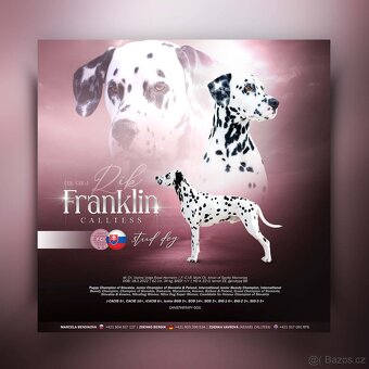 Dalmatinsky pes s PP, dalmatinec, dalmatin - 9