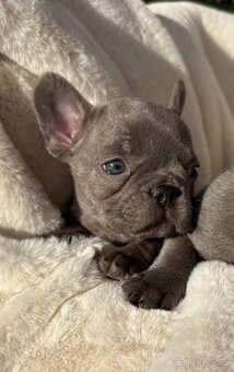 Francouzsky buldoček - 9