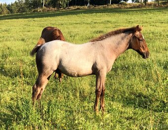 AQH hřebeček 2025 - 9