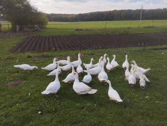 Kachna pižmová - 9