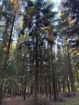 Prodej lesního pozemku k.ú. Havlovice - 9