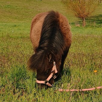 Docházka k poníkovi - 9