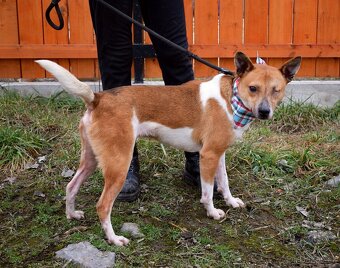 DANIEL K ADOPCI - 2,5 ROKU,PŘÁTELSKÝ,KONTAKTNÍ - - 9