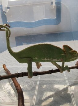 Chameleon jemenský - mláďata - 9