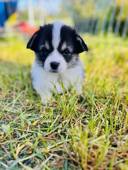 Welsh corgi pembroke s PP (FCI) - 9