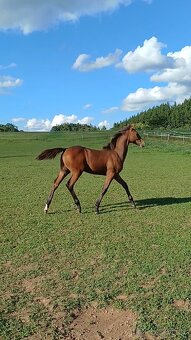 hřebec český teplokrevník - 9
