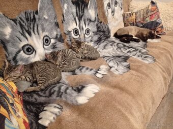 Koťata - 9