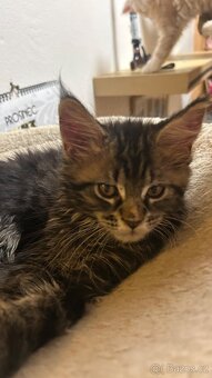 Mainska Mývalí - 9