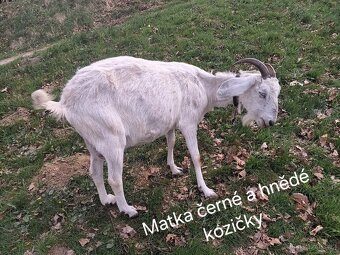 Kozičky prodáme kozičky 92% anglonubijské - 9