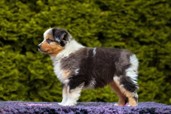 Miniatúrní americký ovčák - 9