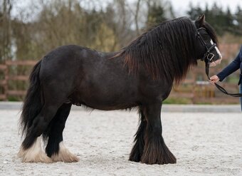 Roční klisna irský cob - 9