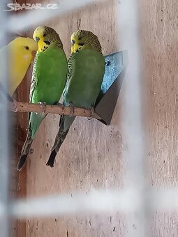 Andulky rok 2025 - okroužkované - 9