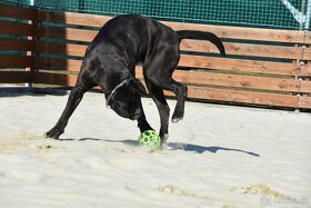 Černý krycí pes Cane Corso - 9