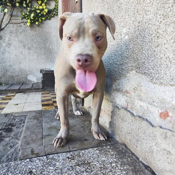 Americký pitbulterier pitbul pitbull silver lilac rare - 9