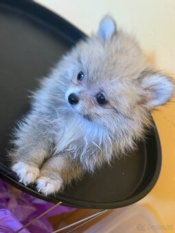 Pomeranian - 9