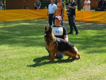 Nemecky ovcak dlouhosrsty - 9