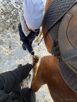 Prodej velmi hodného vychovaného pony poníka kategorie B - 9