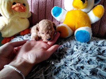 Pudlik pudl mini toy - 9