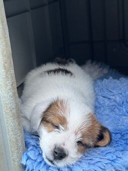 Jack Russell teriér s PP - 9