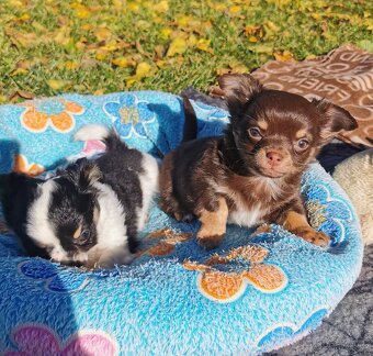 Čivava dlouhosrstá - 9