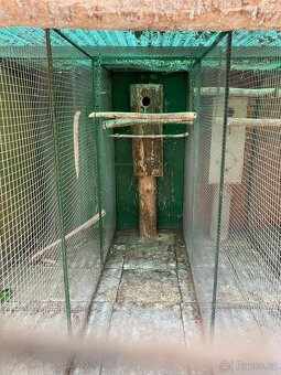 Prodám voliéry - 9