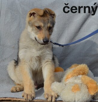 Československý vlčák - 9