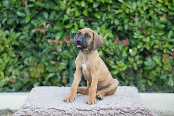 RHODESIAN RIDGEBACK šteniatka s PP ihneď k odberu - 9