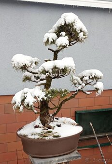 Borovice drobnokvětá bonsai - 9