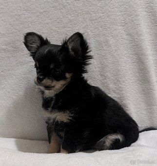 Čivava dlouhosrstá s PP- pejsci - 9