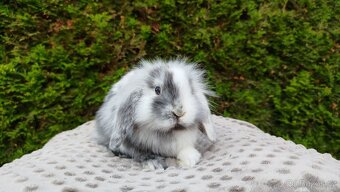 Zakrslý beránek, králíček, králík - MARIUS - 9