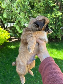 Trpaslíči Pekinézer - 9
