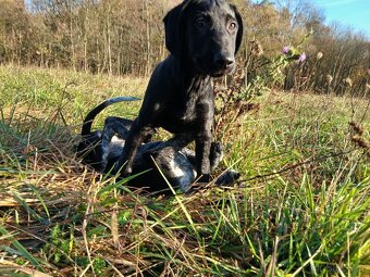 Štěňátka, stěně, štěňata K ODBĚRU - 9