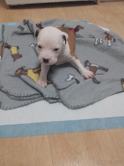 Americký staford - 9