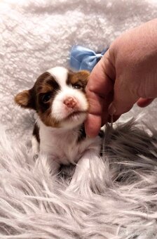 Yorkshire Terrier Biewer,Biro a Black and tan - 9