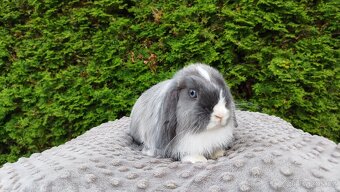 Zakrslý beránek, králíček, králík - HEIDY - 9