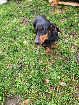 Jezevčík standard hladkosrstý fena - 9